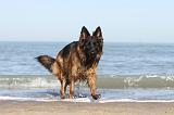BERGER ALLEMAND 043
